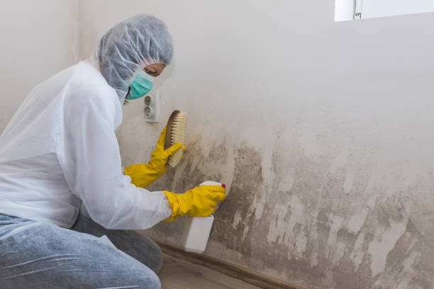 Best Mold Odor Removal Services  in Jenison, MI