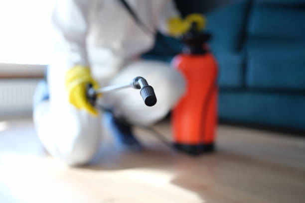 Best Mold Remediation for Vacation Homes  in Jenison, MI