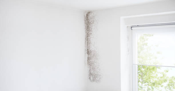 Best Comprehensive Air Testing for Mold Contaminants  in Jenison, MI