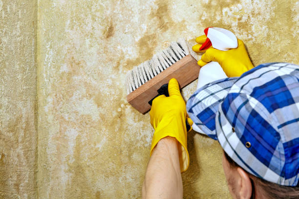Best Dehumidification Services  in Jenison, MI