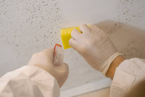 Best HVAC Mold Inspection and Cleaning  in Jenison, MI