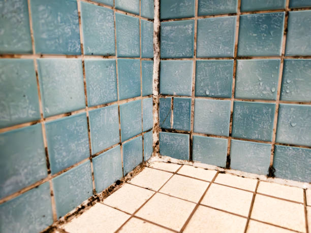 Best Crawl Space Mold Remediation  in Jenison, MI