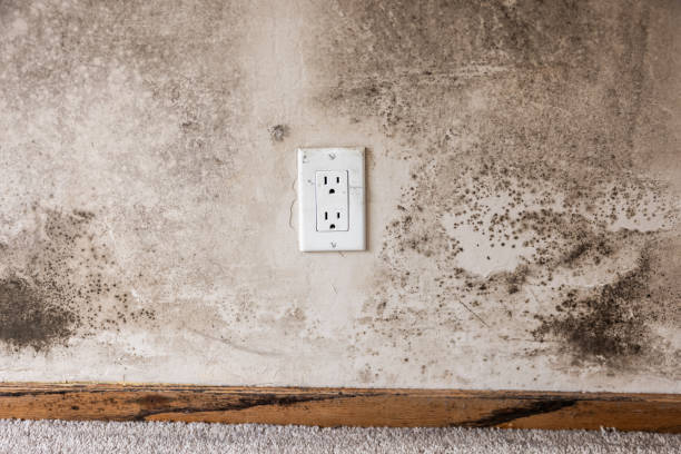 Best Attic Mold Removal  in Jenison, MI