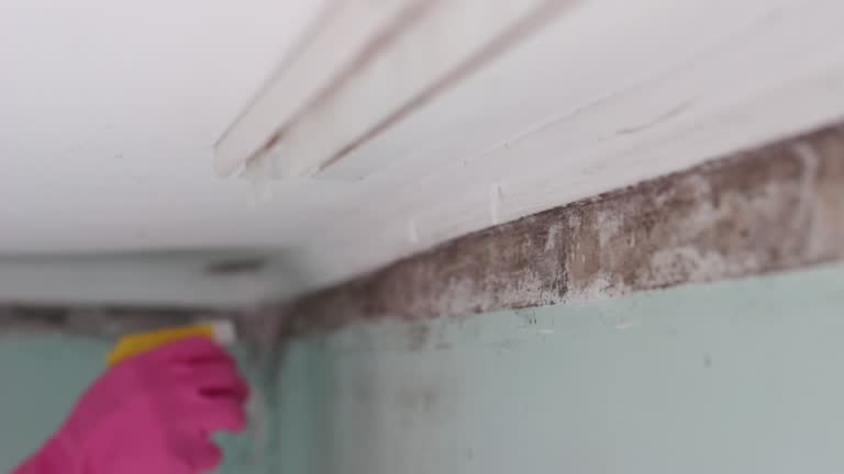 Best Biohazard Mold Removal  in Jenison, MI